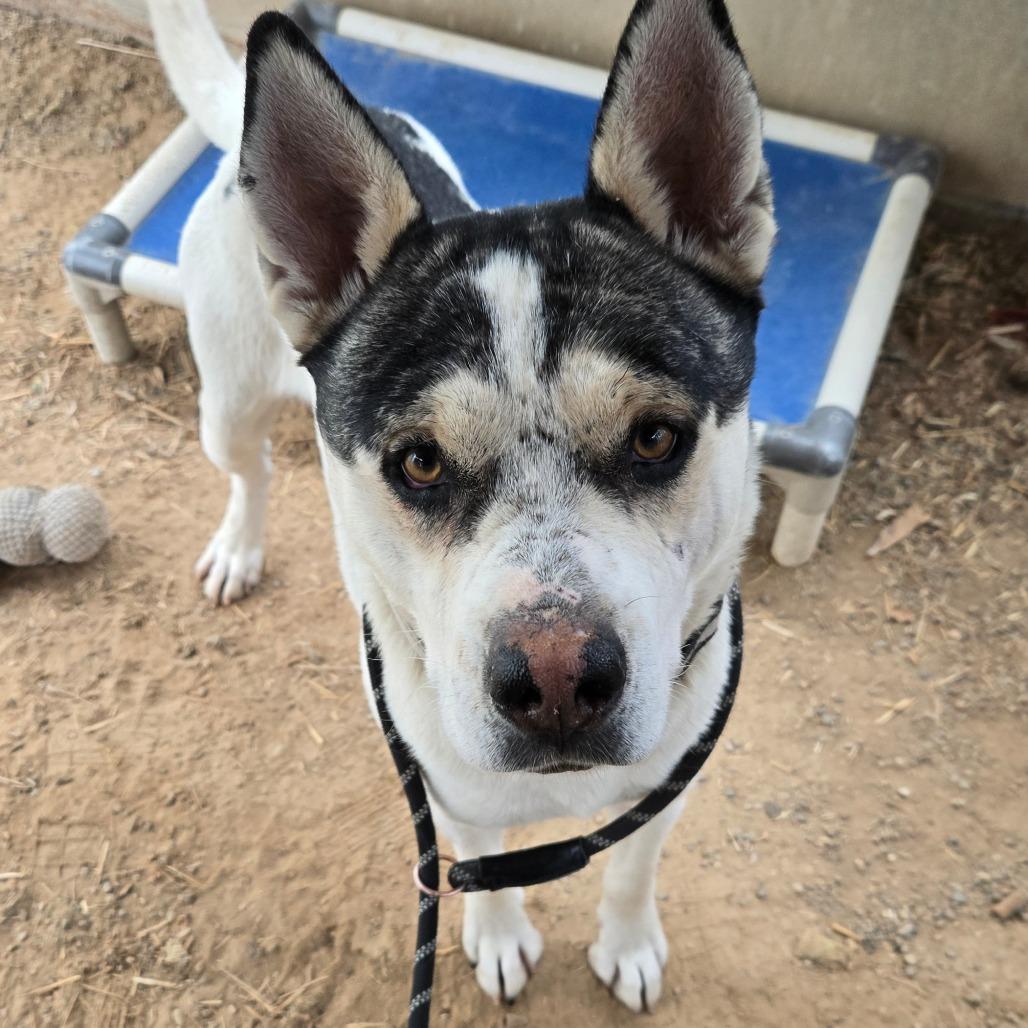 Enlarge Jimmy, a Adoptable American Staffordshire Terrier in Taos, NM image 6/6