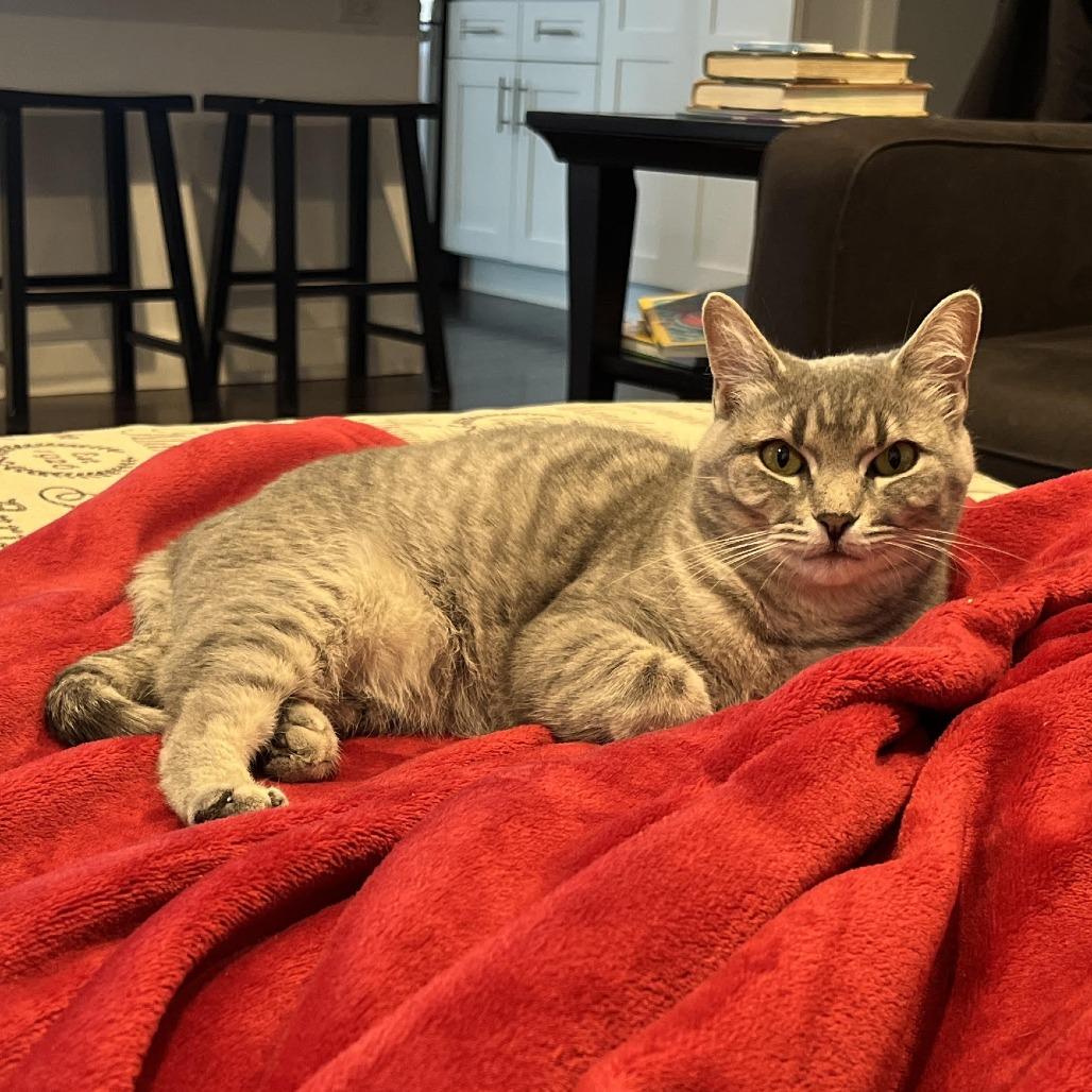 Enlarge Allure, a Adoptable Domestic Short Hair in Deerfield, IL image 3/6