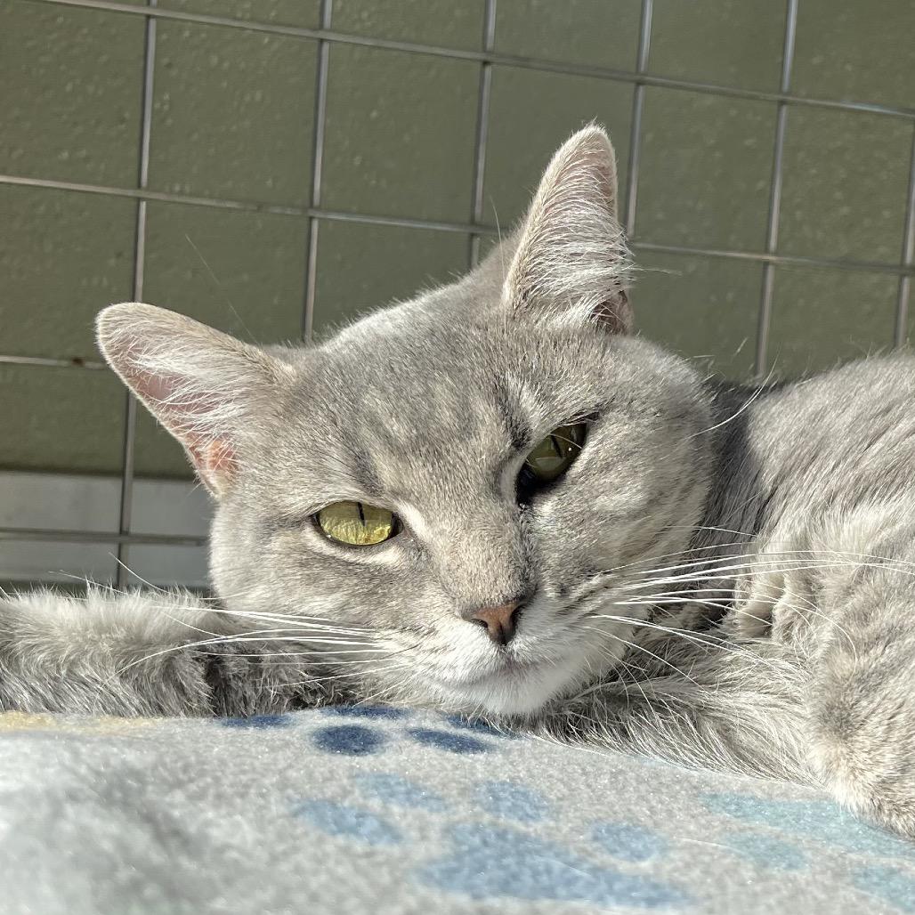 Enlarge Allure, a Adoptable Domestic Short Hair in Deerfield, IL image 5/6