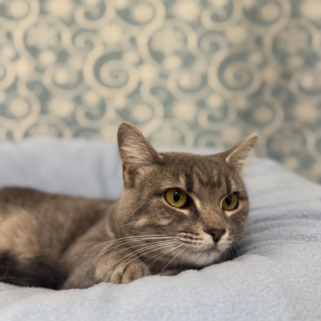 Enlarge Allure, a Adoptable Domestic Short Hair in Deerfield, IL image 6/6