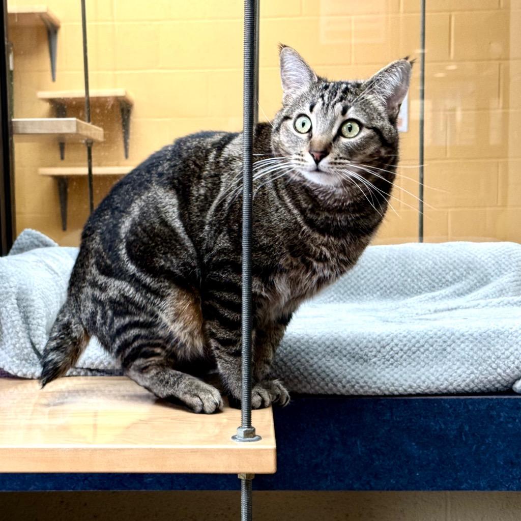 Velocipede, a Adoptable mixed breed in Cincinnati, OH image 1/6