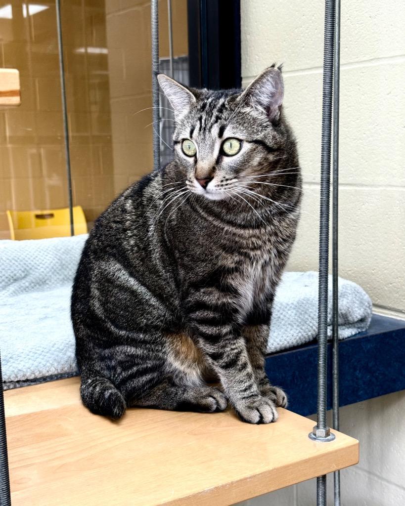 Velocipede, a Adoptable mixed breed in Cincinnati, OH image 2/6