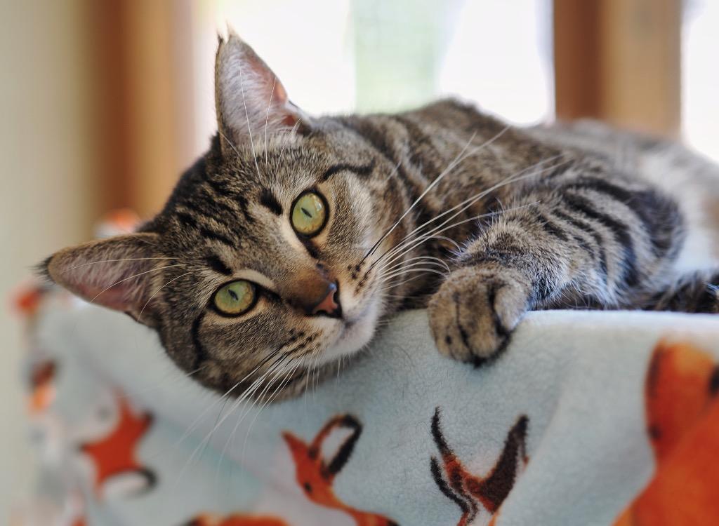 Velocipede, a Adoptable mixed breed in Cincinnati, OH image 4/6