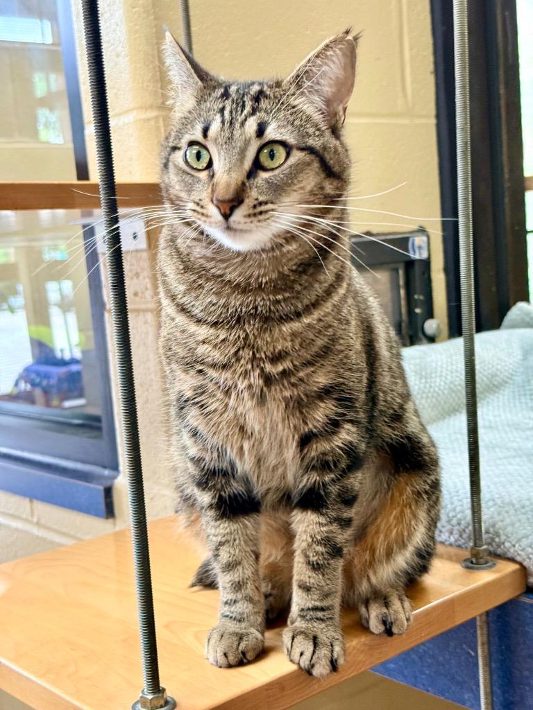 Velocipede, a Adoptable mixed breed in Cincinnati, OH image 5/6