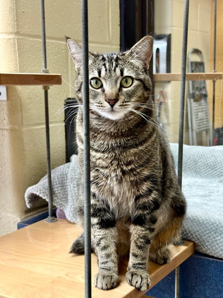 Velocipede, a Adoptable mixed breed in Cincinnati, OH image 6/6