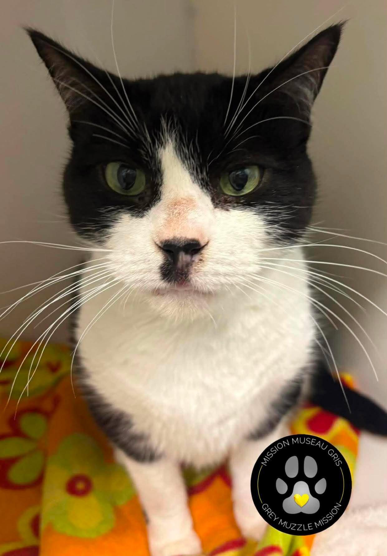 Chatou, Adoptable, Senior Male Domestic Short Hair.