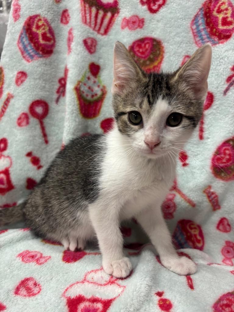 Enlarge Jester, a Adoptable mixed breed in Corpus Christi, TX image 2/4