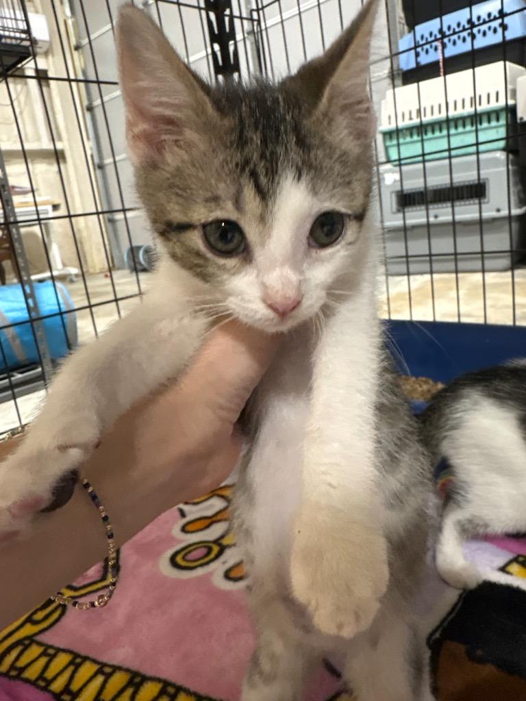 Enlarge Jester, a Adoptable mixed breed in Corpus Christi, TX image 3/4