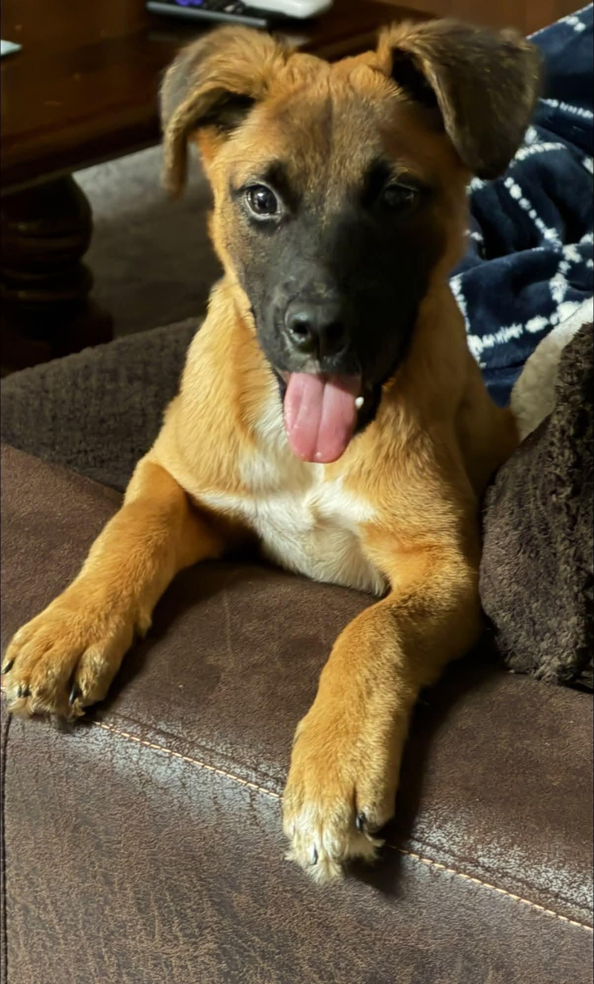 Enlarge Molly, a Adopted mixed breed in Detroit, MI image 6/6