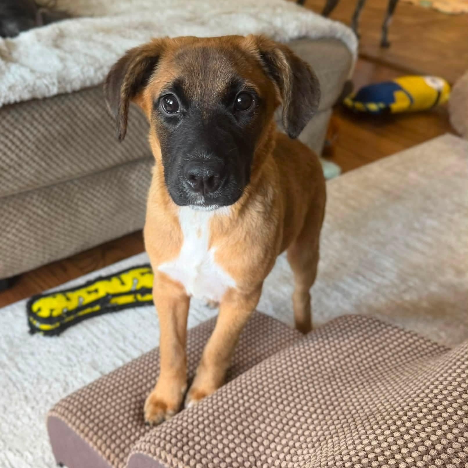Molly, Adopted, Young Female German Shepherd Dog & Mixed Breed.