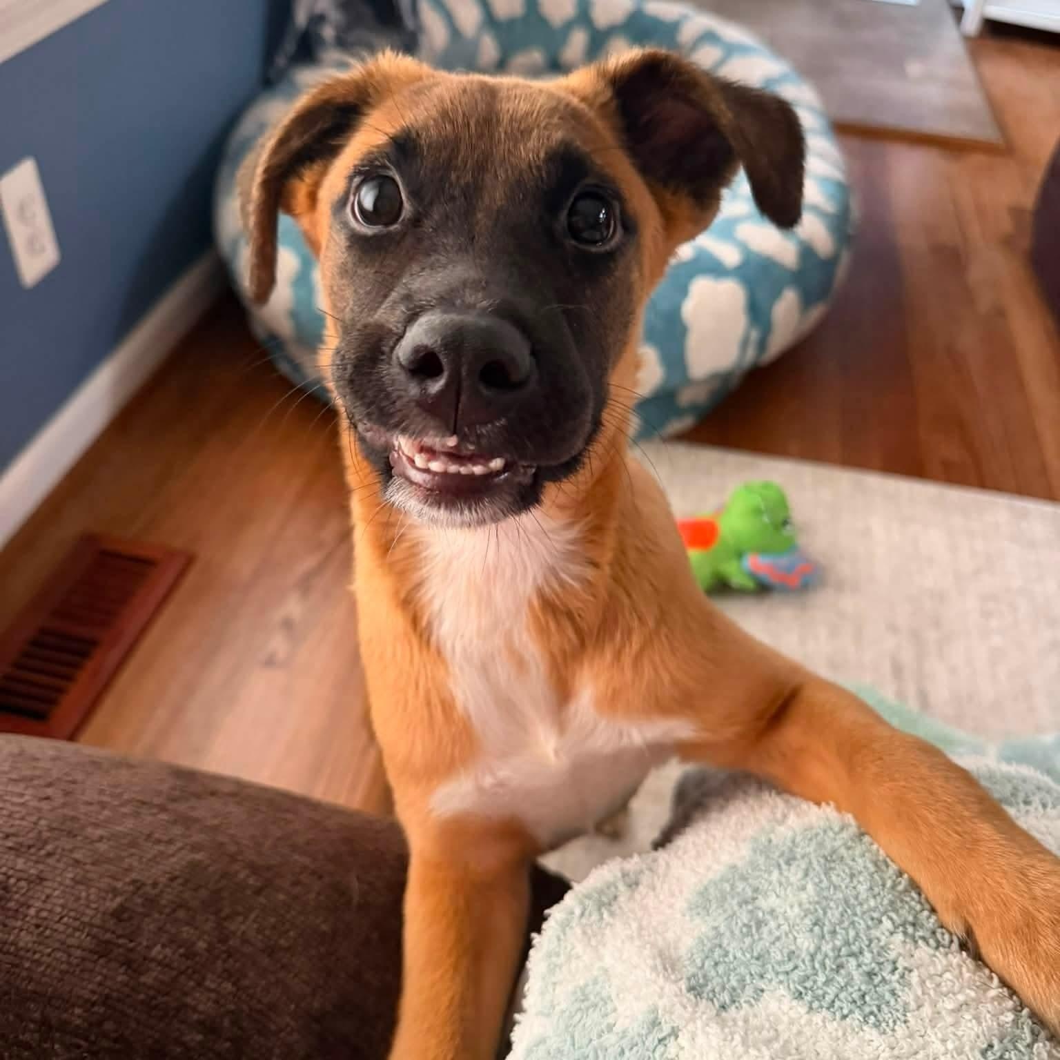 Enlarge Molly, a Adopted mixed breed in Detroit, MI image 2/6