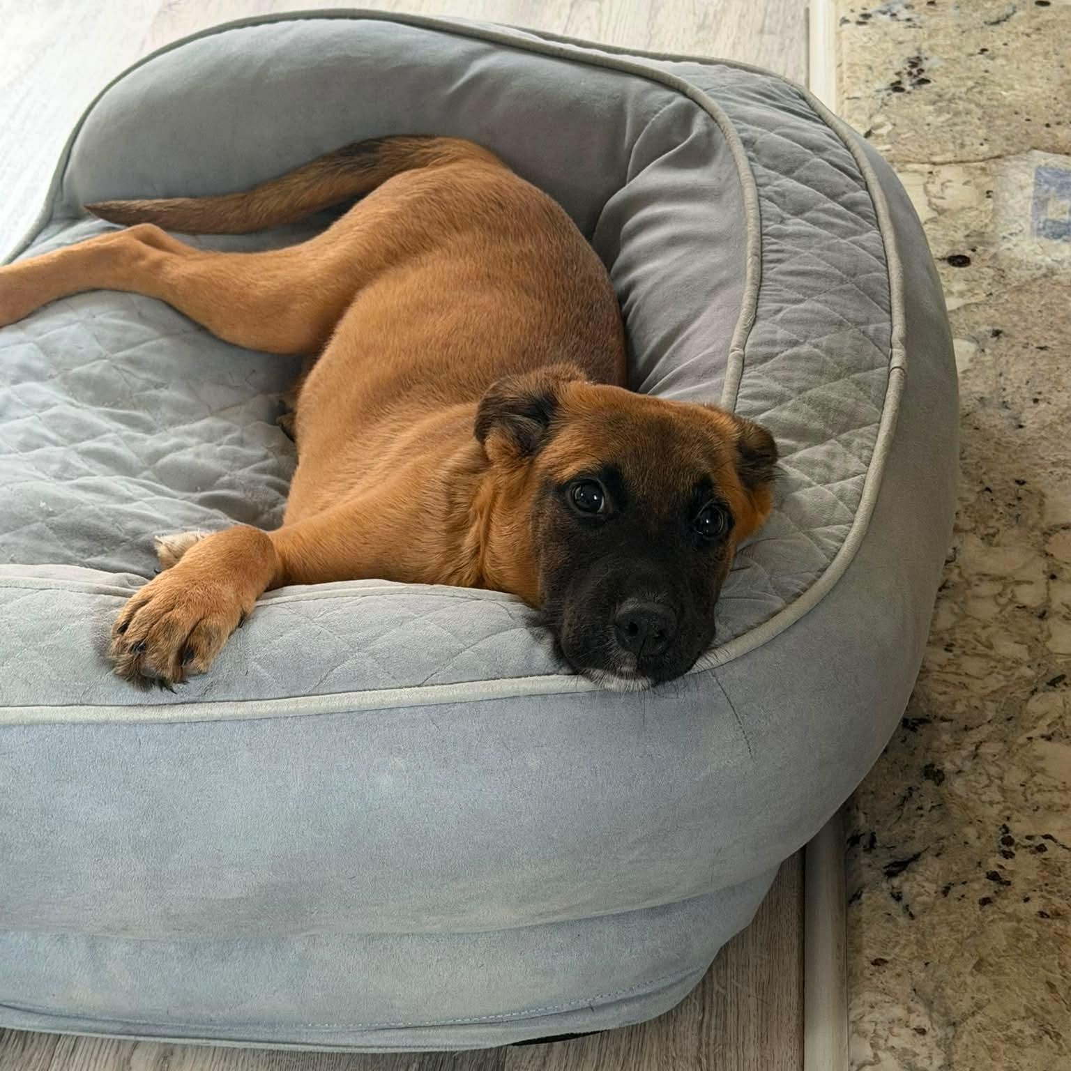 Enlarge Molly, a Adopted mixed breed in Detroit, MI image 4/6