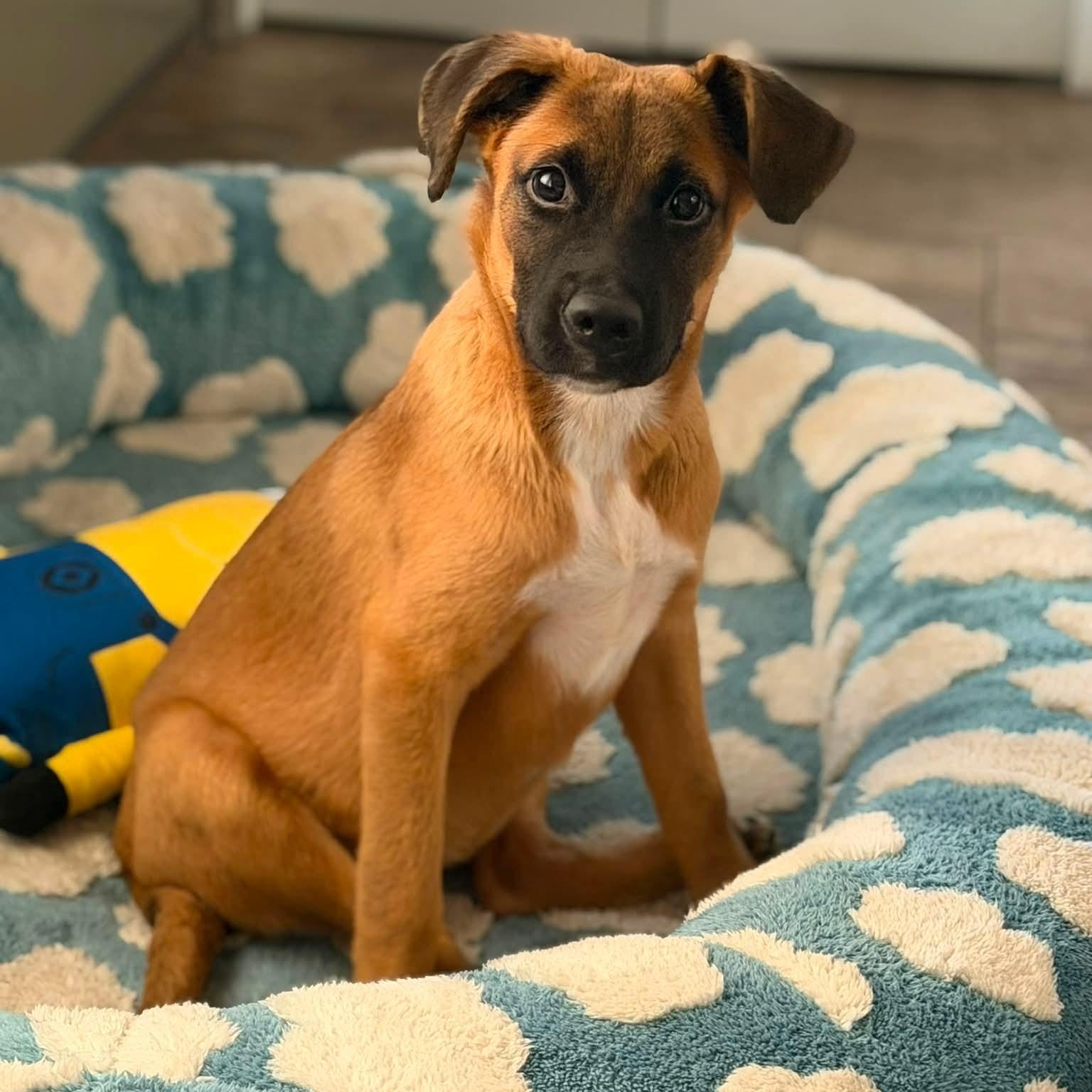 Enlarge Molly, a Adopted mixed breed in Detroit, MI image 3/6
