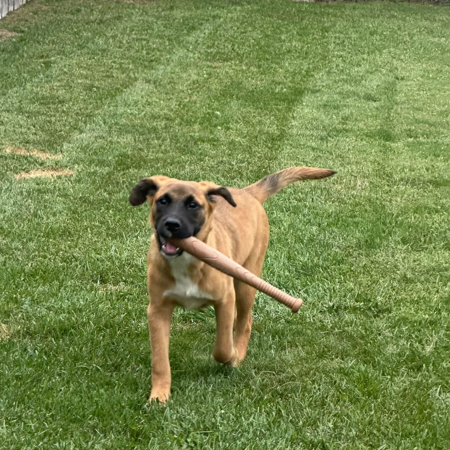 Enlarge Molly, a Adopted mixed breed in Detroit, MI image 5/6