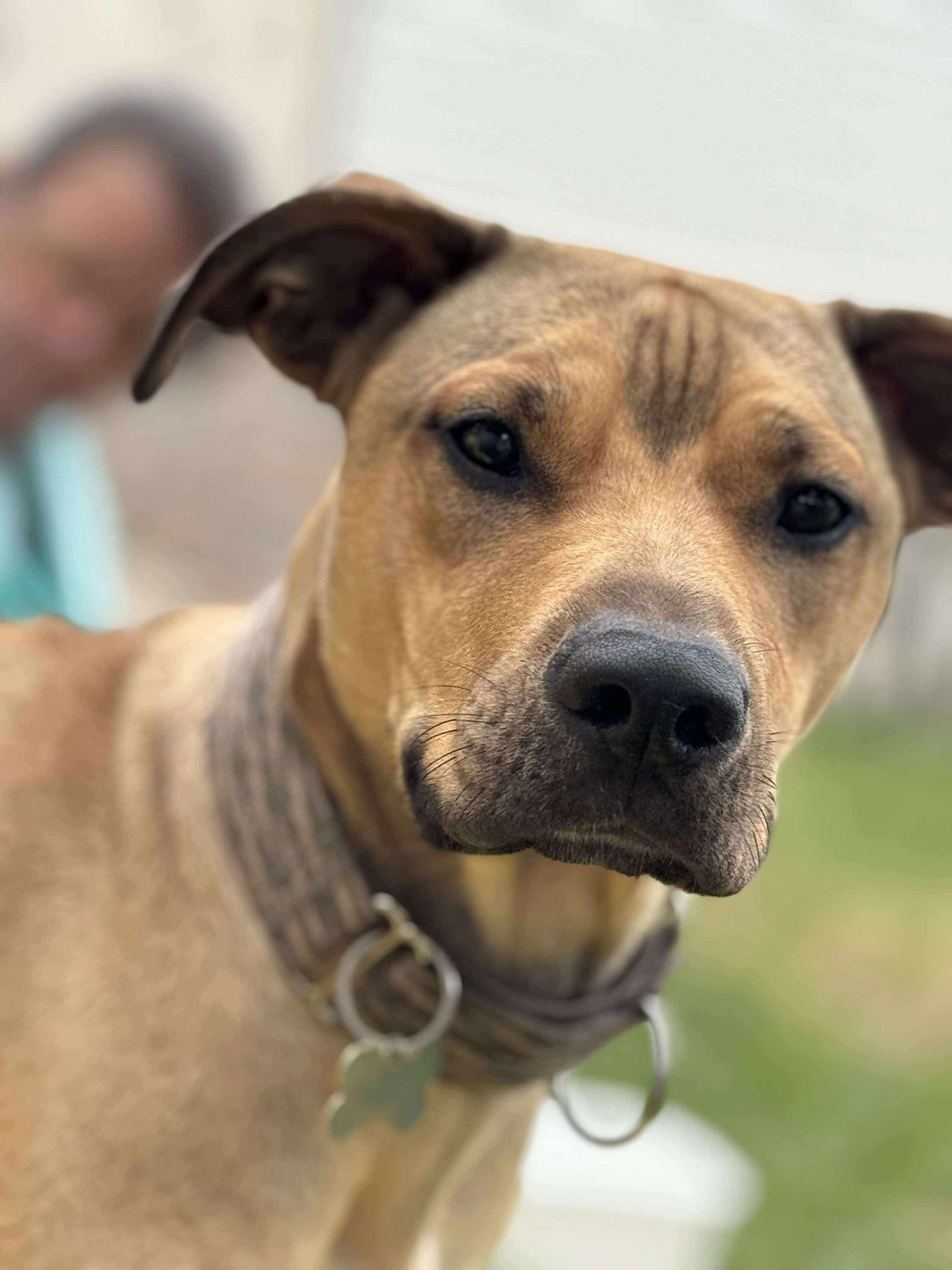 Lazarus 'Laz', Adoptable, Young Male Mixed Breed.