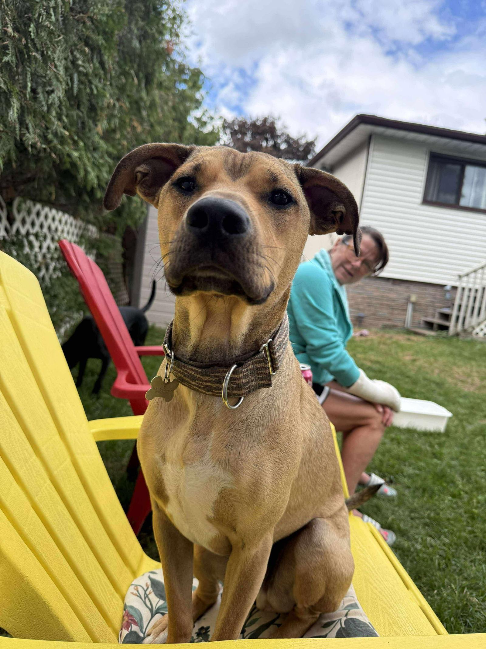 Lazarus 'Laz', a Adoptable Mixed Breed in Hawkestone, ON image 2/3