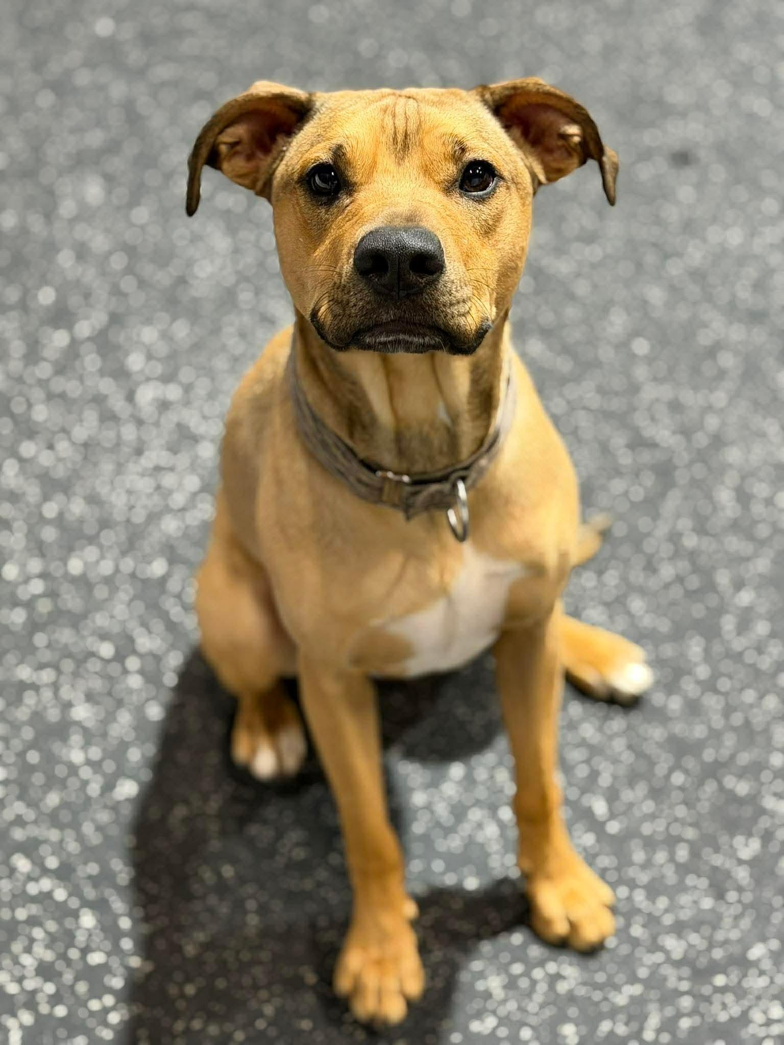 Enlarge Lazarus 'Laz', a Adoptable Mixed Breed in Hawkestone, ON image 3/3