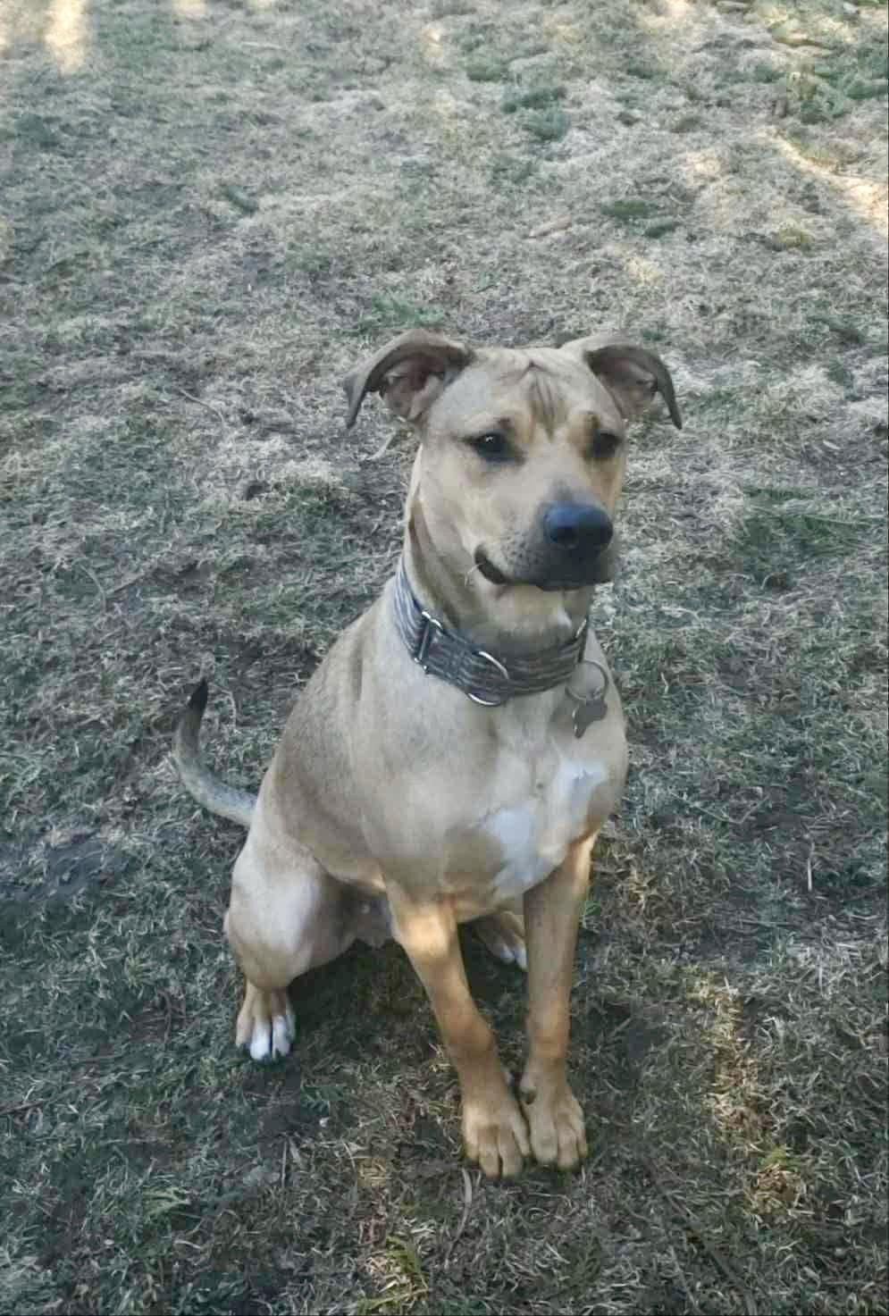 Lazarus 'Laz', a Adoptable Mixed Breed in Hawkestone, ON image 3/3