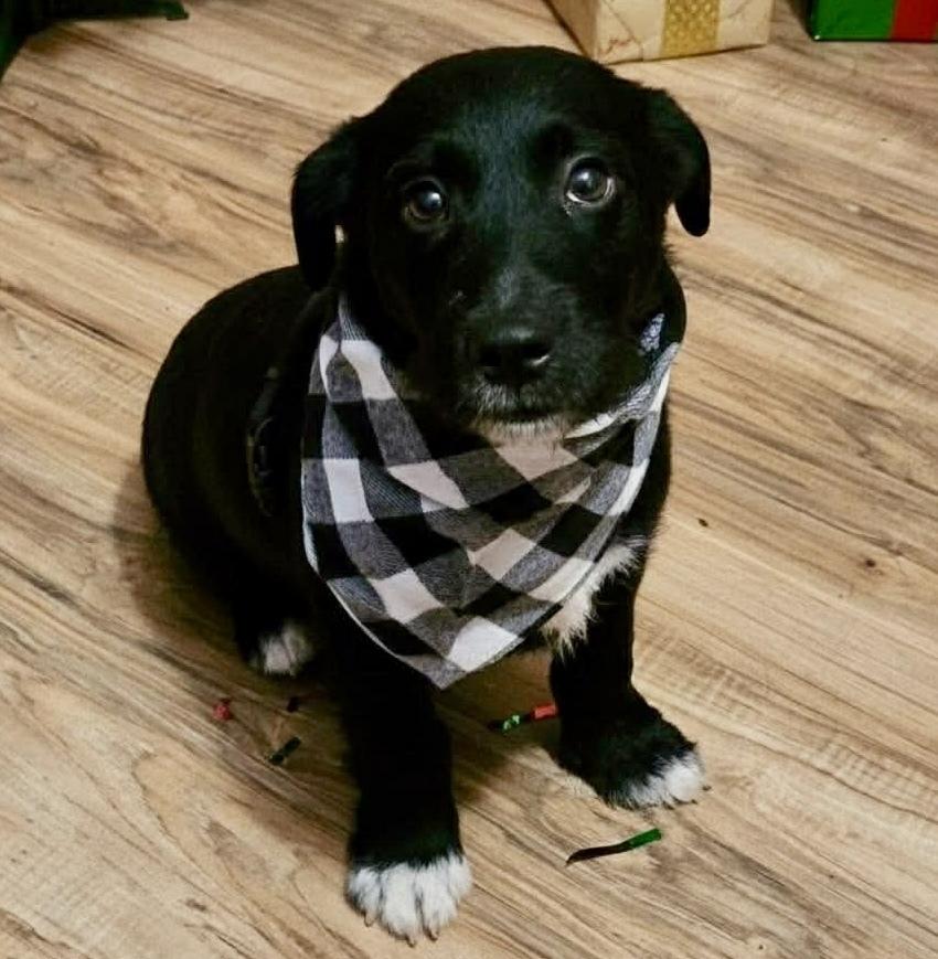 Enlarge Sparky, a Adoptable mixed breed in Middletown, CT image 1/4