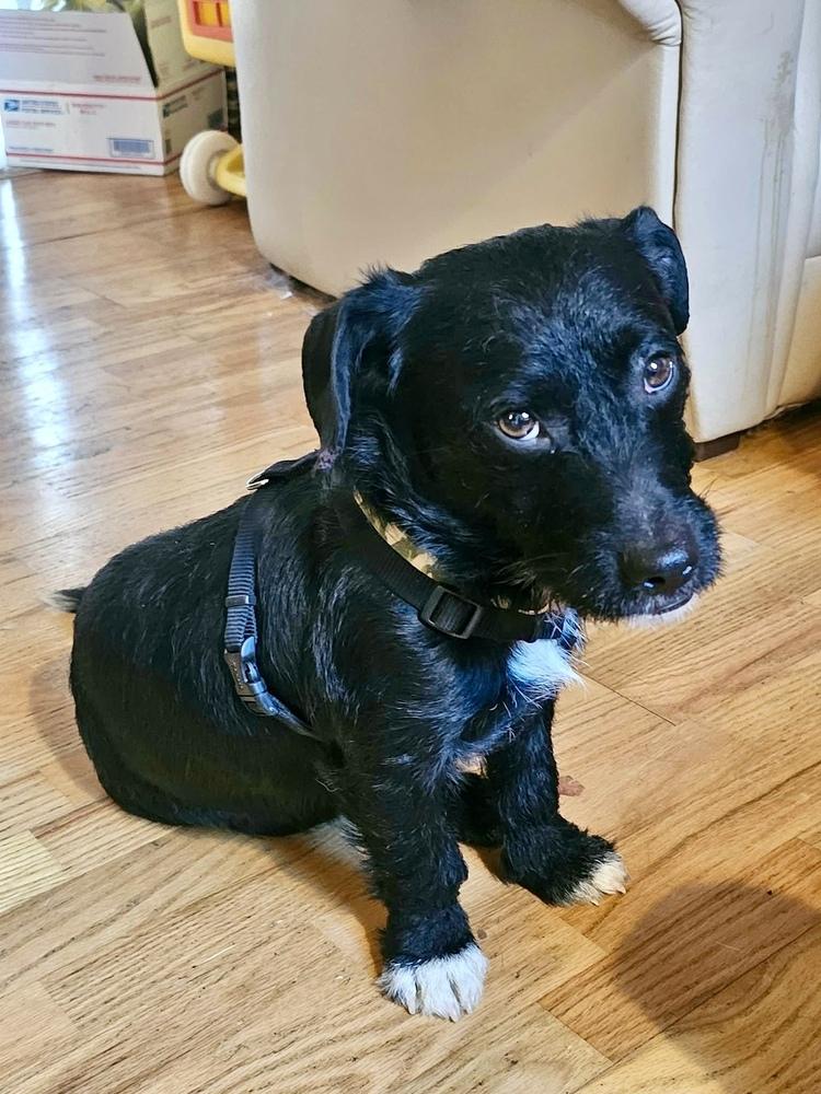 Enlarge Sparky, a Adoptable mixed breed in Middletown, CT image 2/4