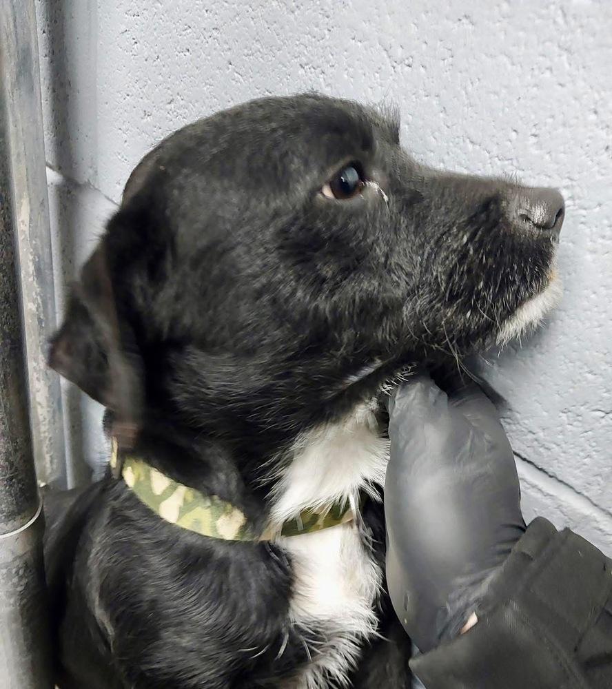 Enlarge Sparky, a Adoptable mixed breed in Middletown, CT image 3/4