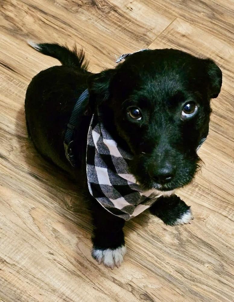 Enlarge Sparky, a Adoptable mixed breed in Middletown, CT image 4/4