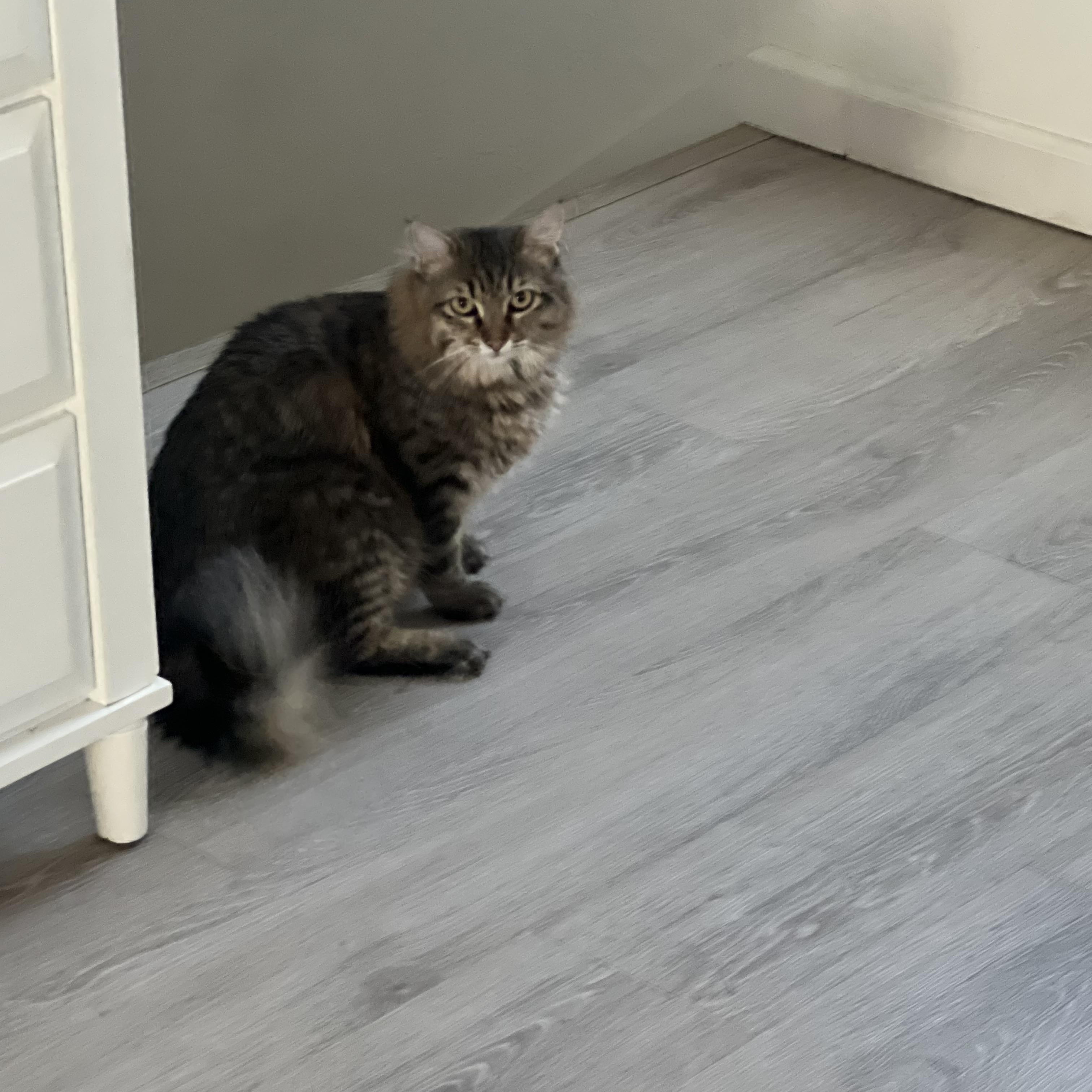 Lana Ray, a ADOPTABLE Domestic Long Hair in Gilbert, AZ image 1/2