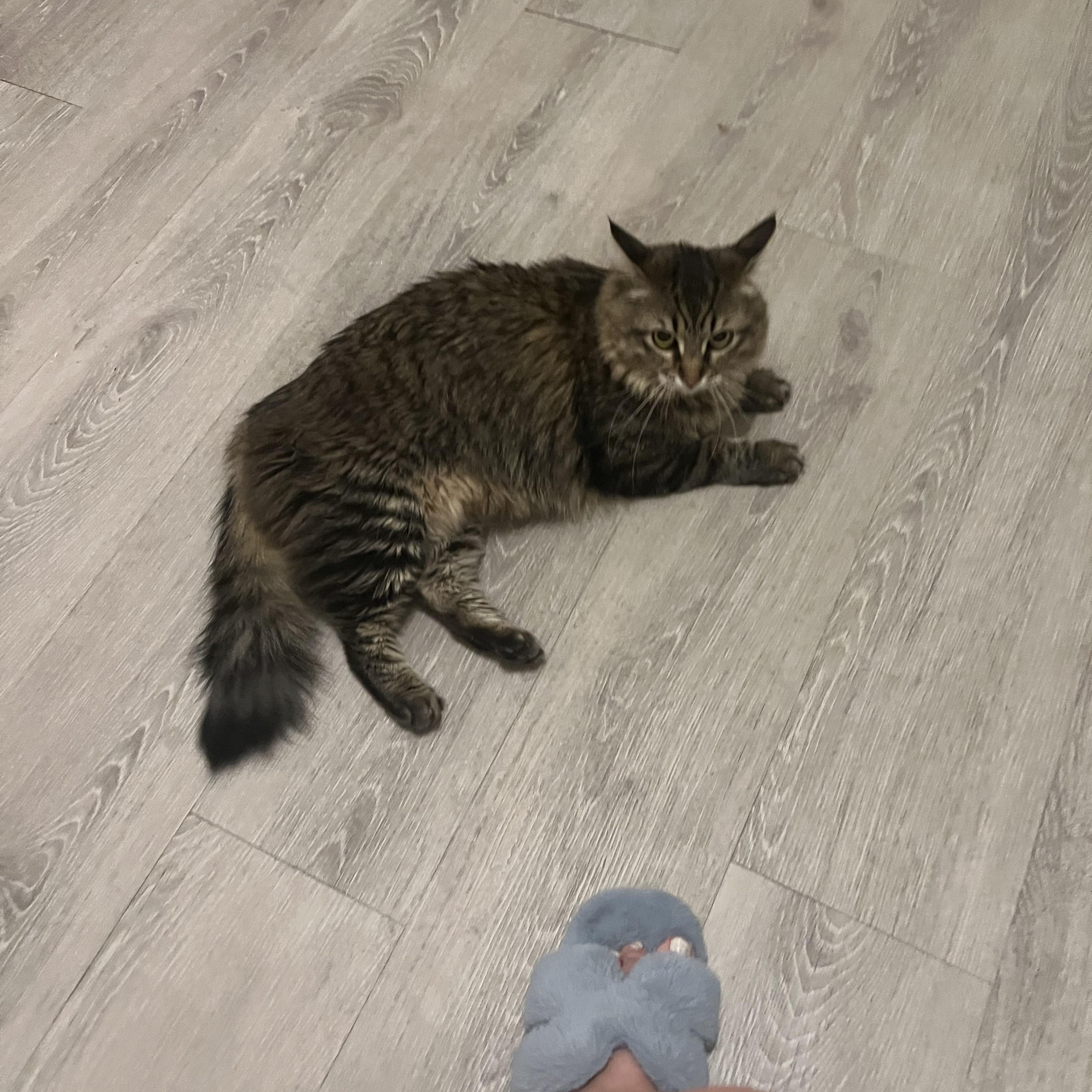 Lana Ray, a ADOPTABLE Domestic Long Hair in Gilbert, AZ image 2/2