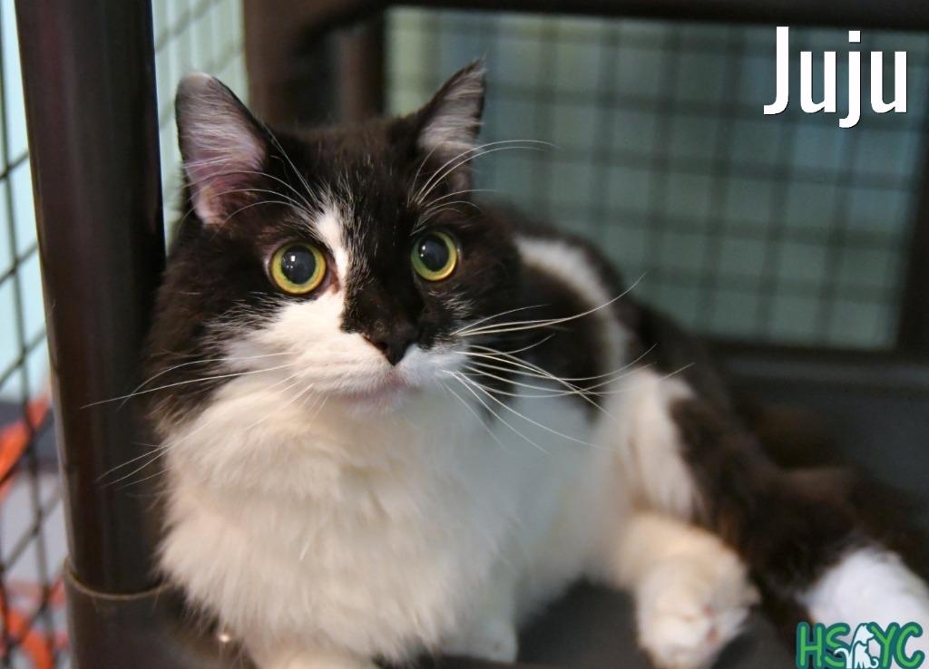 Enlarge JuJu, a Adoptable mixed breed in Fort Mill, SC image 1/3