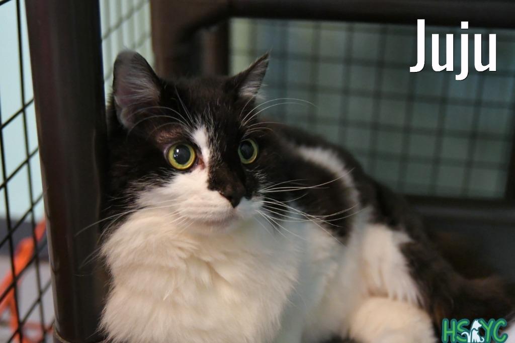 Enlarge JuJu, a Adoptable mixed breed in Fort Mill, SC image 2/3
