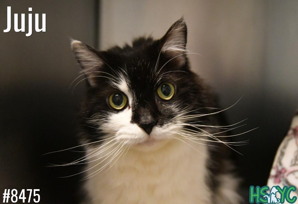 Enlarge JuJu, a Adoptable mixed breed in Fort Mill, SC image 3/3