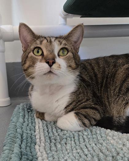 Potsticker, Adoptable, Adult Male Domestic Short Hair & Domestic Short Hair.