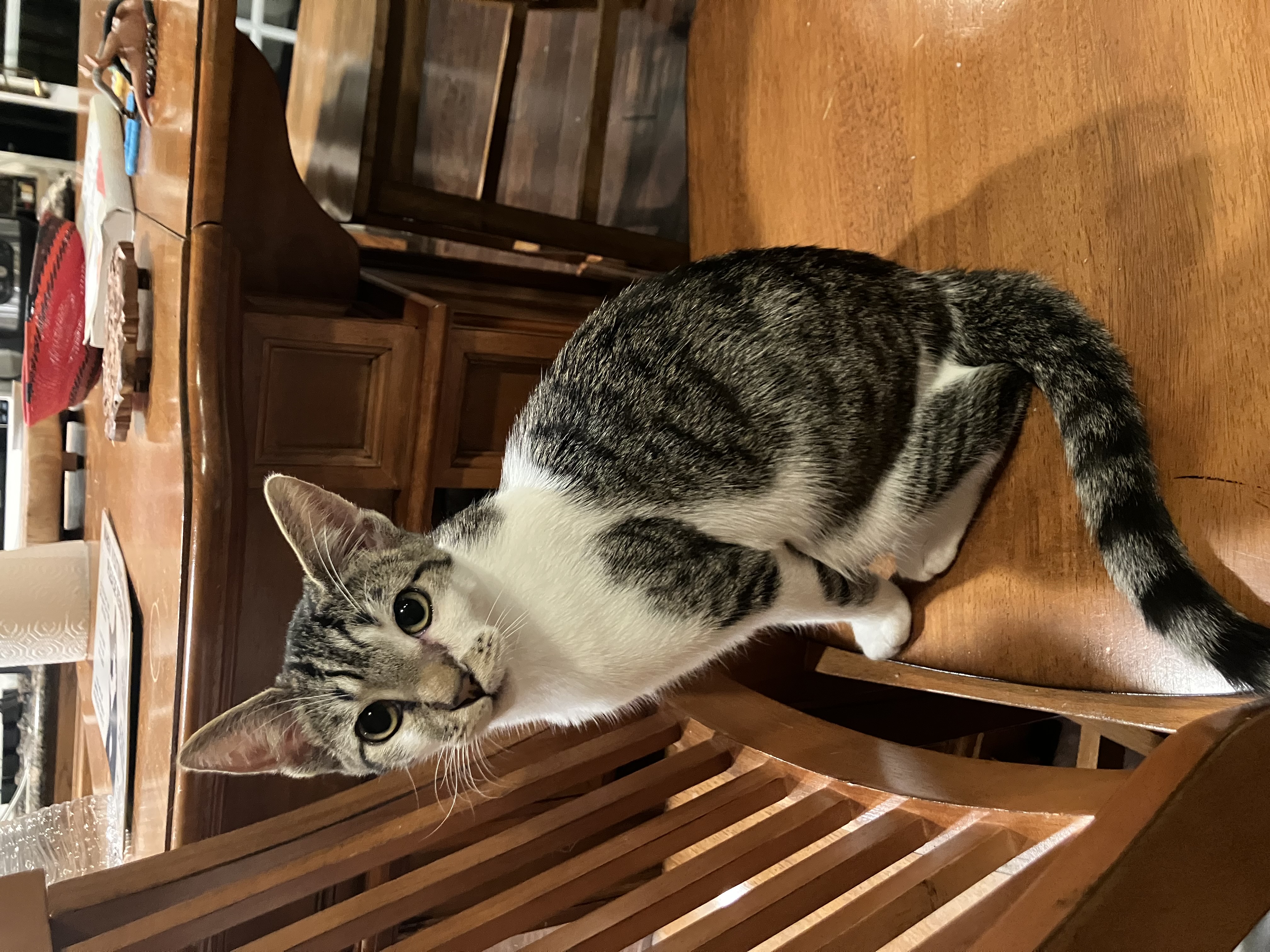 Hodgepodge, a Adoptable Tabby in Tustin, CA image 1/3