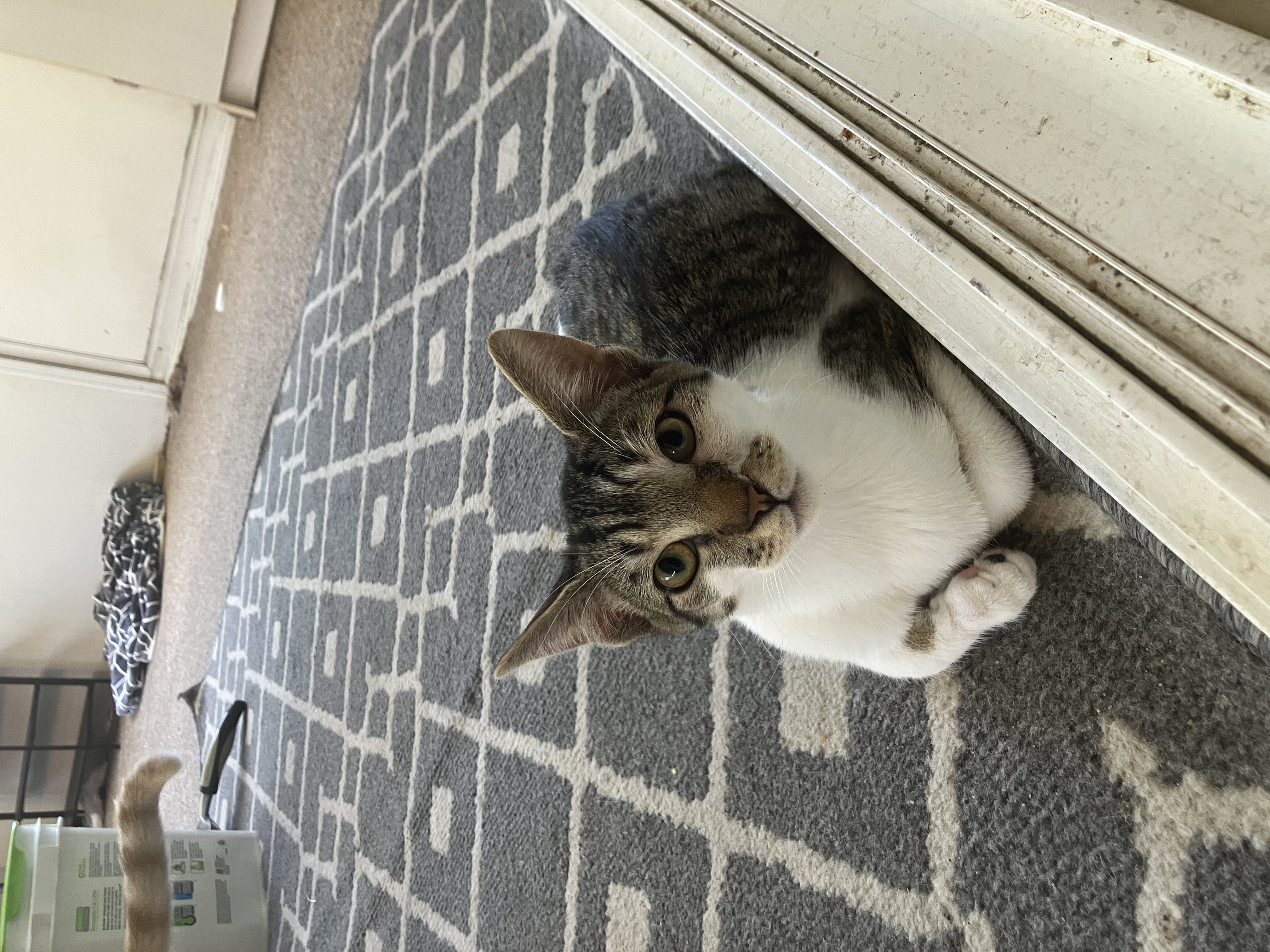 Hodgepodge, a Adoptable Tabby in Tustin, CA image 2/3