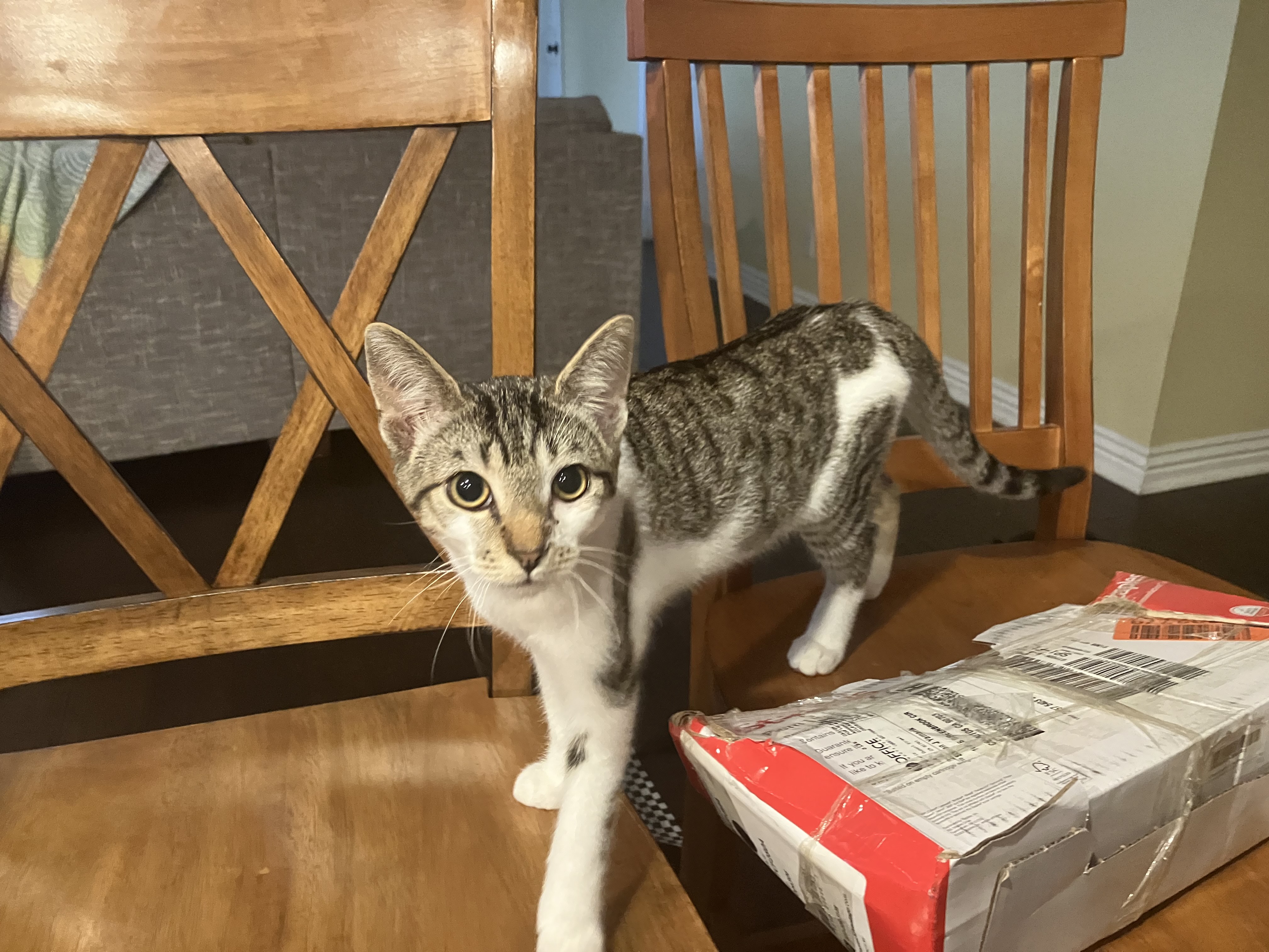 Hodgepodge, a Adoptable Tabby in Tustin, CA image 3/3