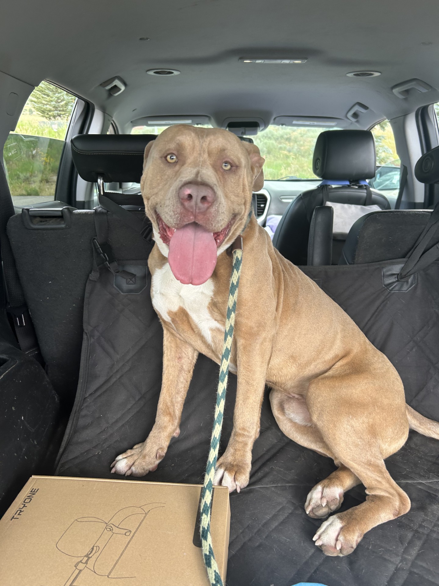 Bruno, Adoptable, Young Male Staffordshire Bull Terrier.