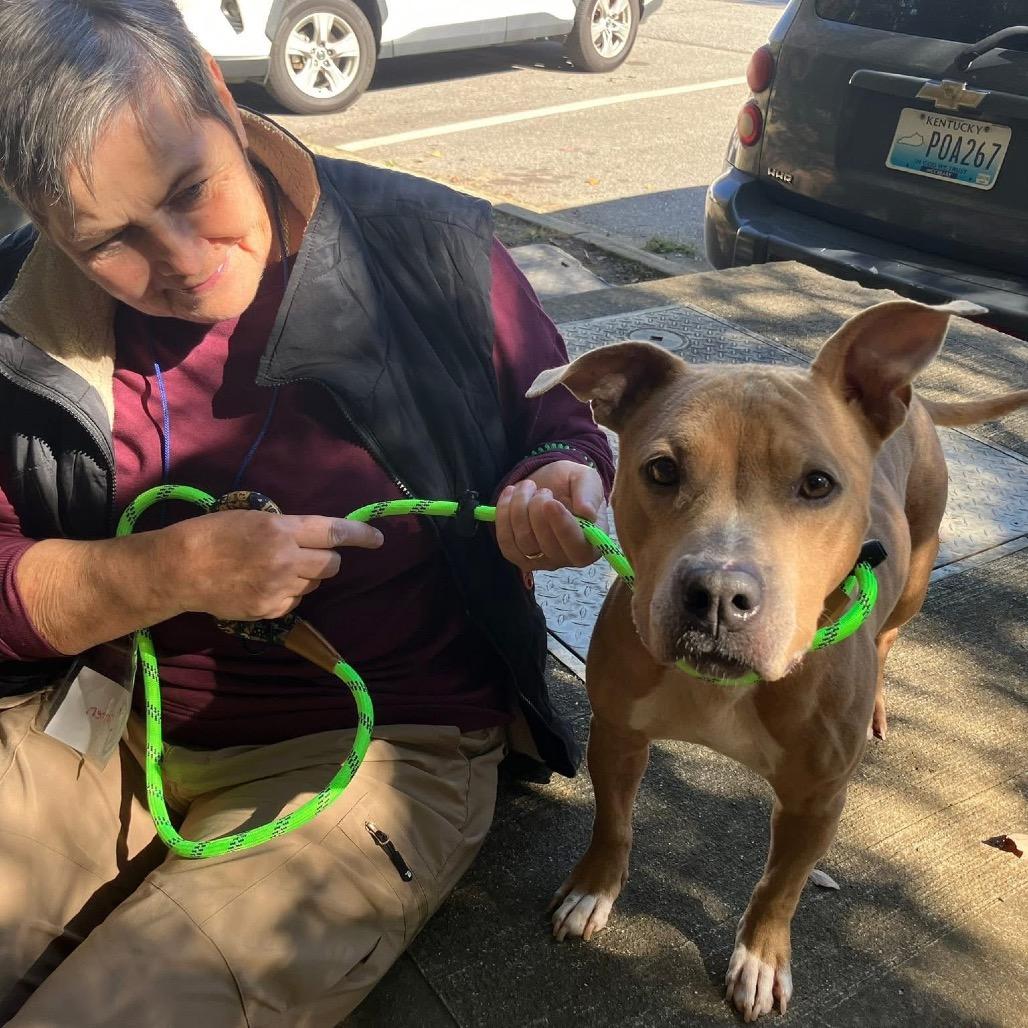 Breezy 5441, Adoptable, Adult Female Mixed Breed.