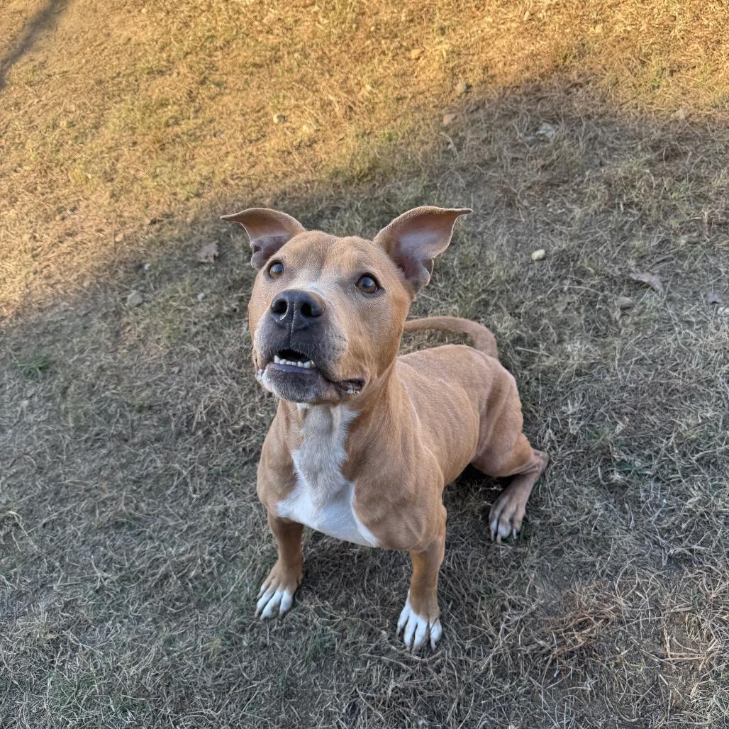 Breezy 5441, a Adoptable Mixed Breed in Columbus, GA image 3/6