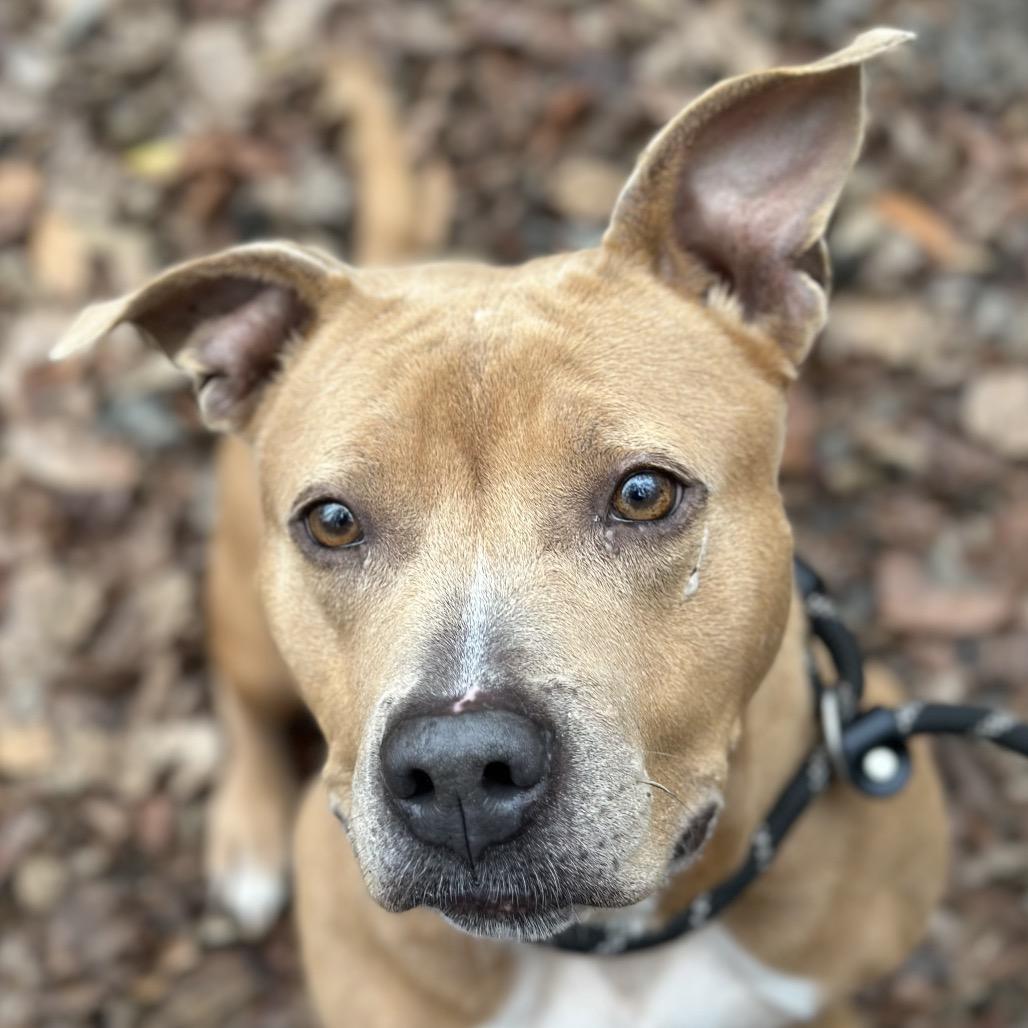 Breezy 5441, a Adoptable Mixed Breed in Columbus, GA image 4/6
