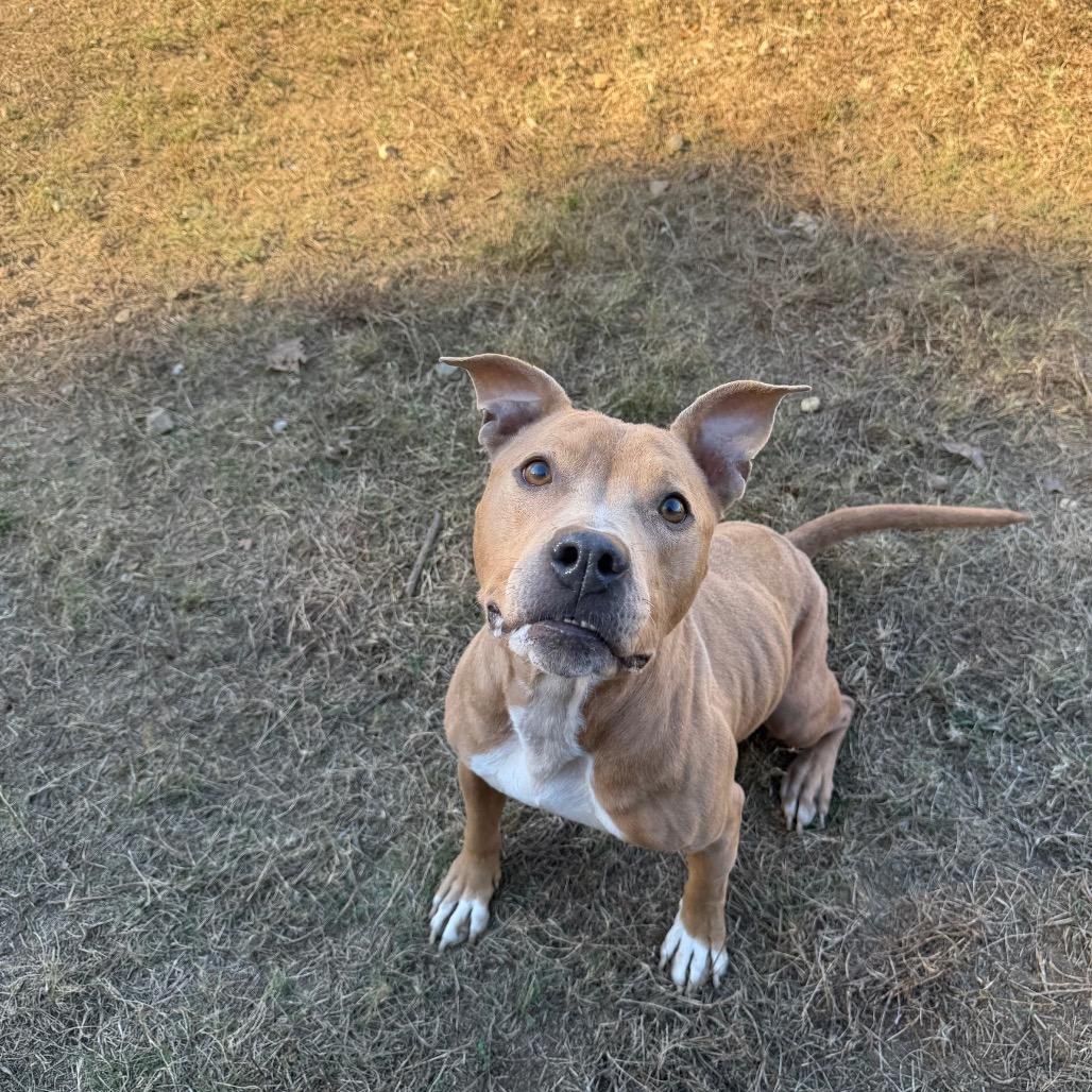 Breezy 5441, a Adoptable Mixed Breed in Columbus, GA image 5/6