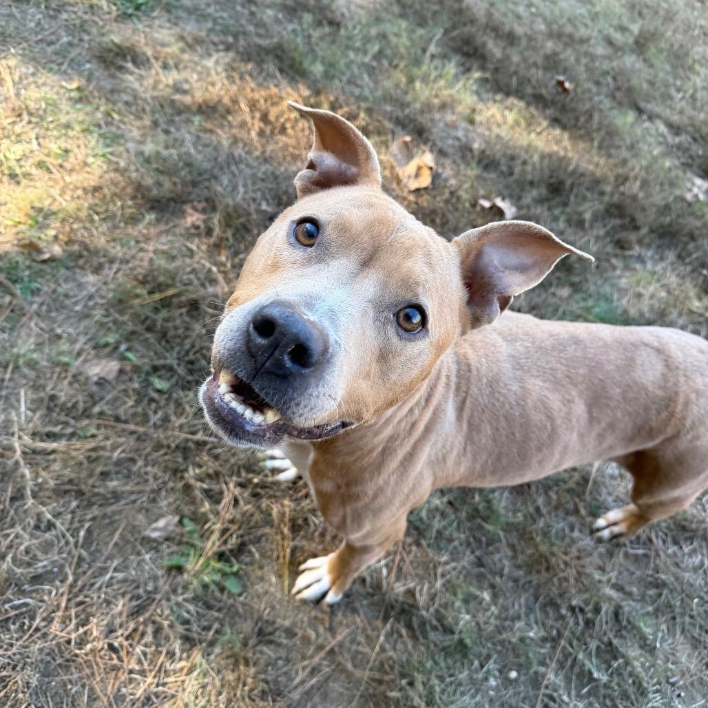 Breezy 5441, a Adoptable Mixed Breed in Columbus, GA image 5/6