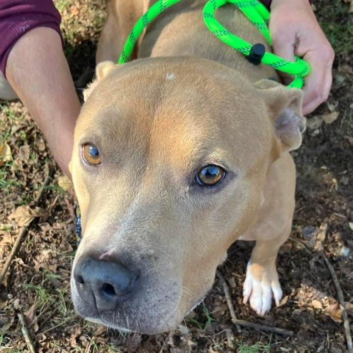 Breezy 5441, a Adoptable Mixed Breed in Columbus, GA image 6/6