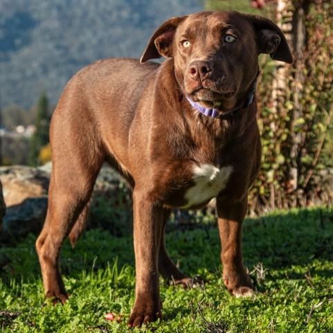 Enlarge Prada, a ADOPTABLE mixed breed in San Andreas, CA image 1/3