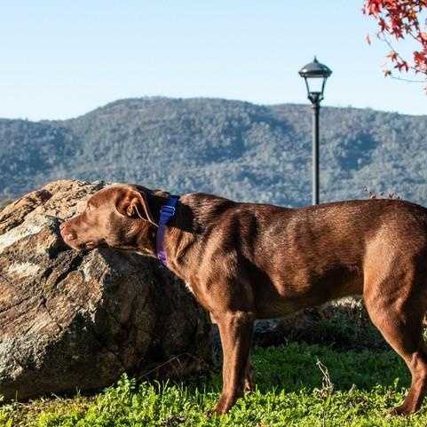 Enlarge Prada, a ADOPTABLE mixed breed in San Andreas, CA image 2/3