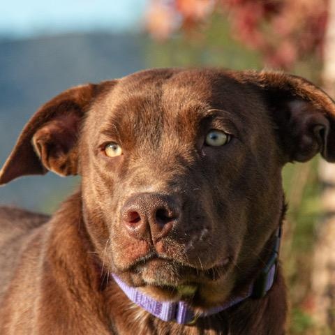 Enlarge Prada, a ADOPTABLE mixed breed in San Andreas, CA image 3/3