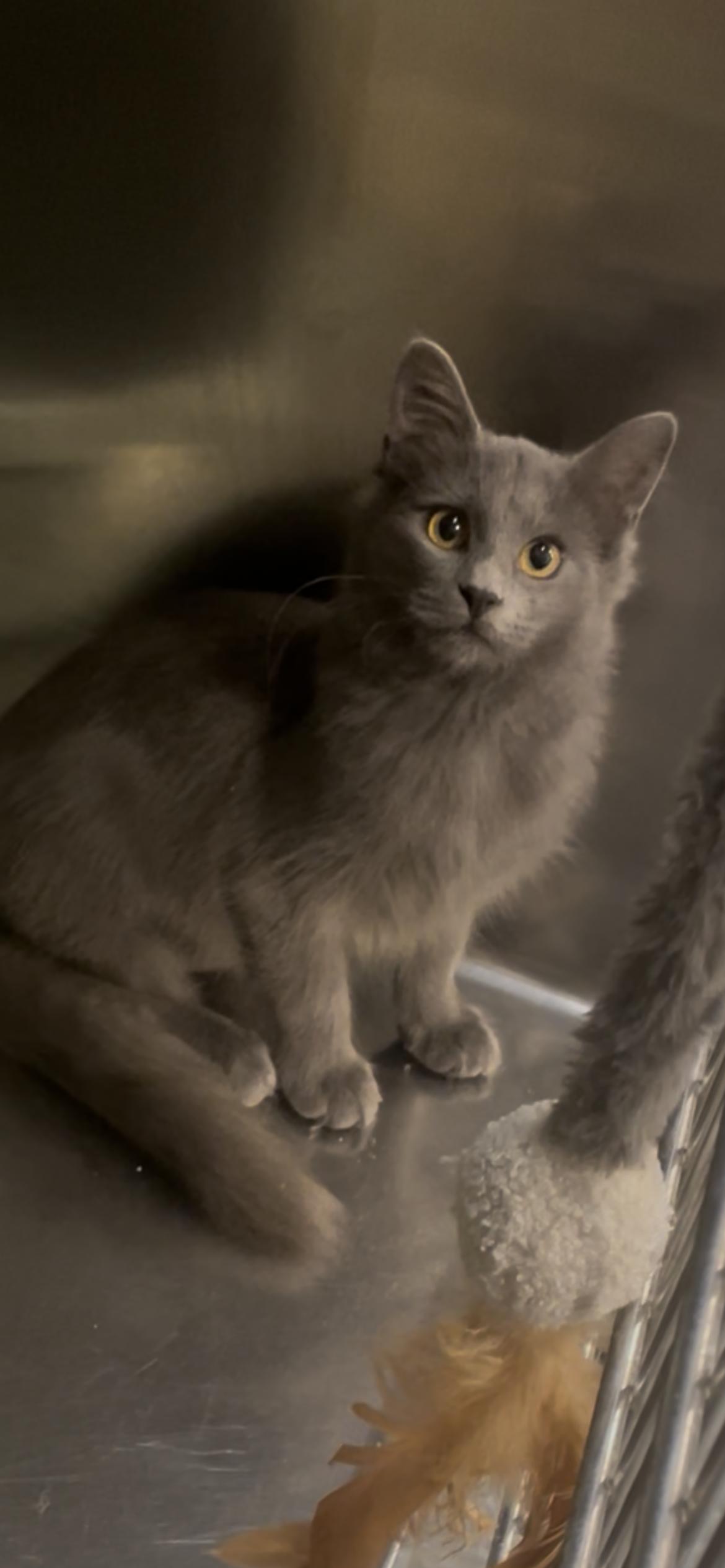 Haze, a Adoptable mixed breed in Baton Rouge, LA image 1/2