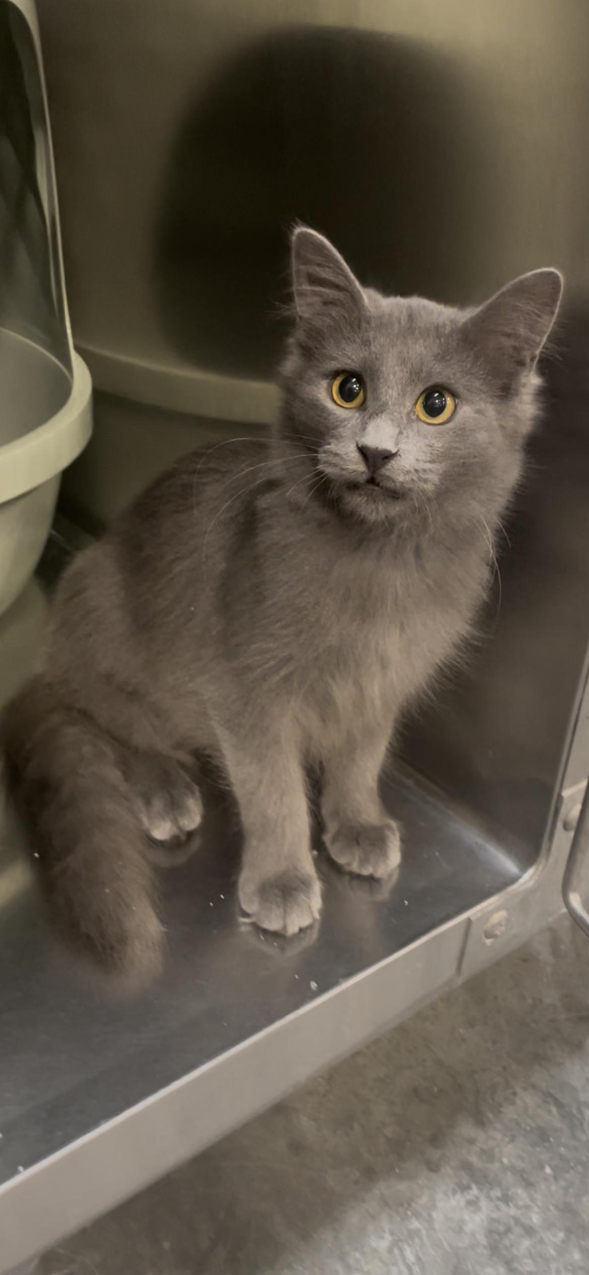 Haze, a Adoptable mixed breed in Baton Rouge, LA image 2/2