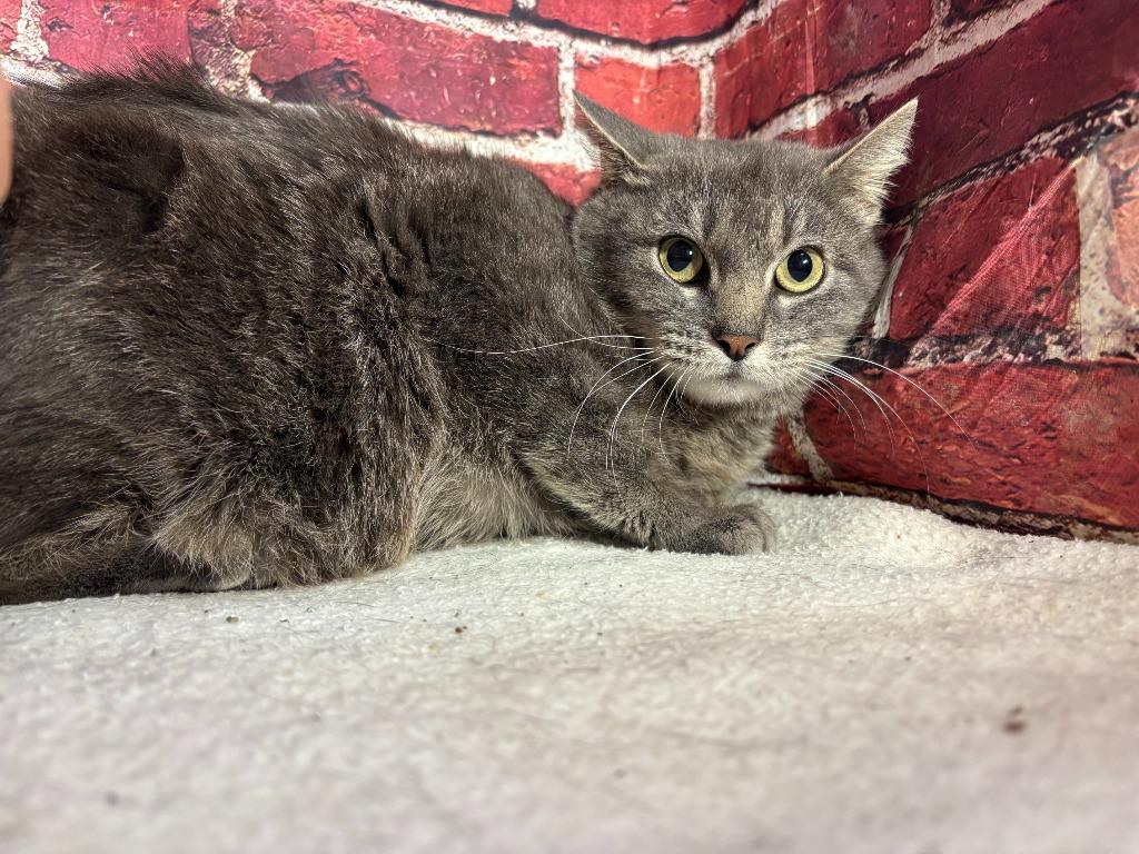 Enlarge Grace, a Adoptable mixed breed in Pittsfield, IL image 2/6