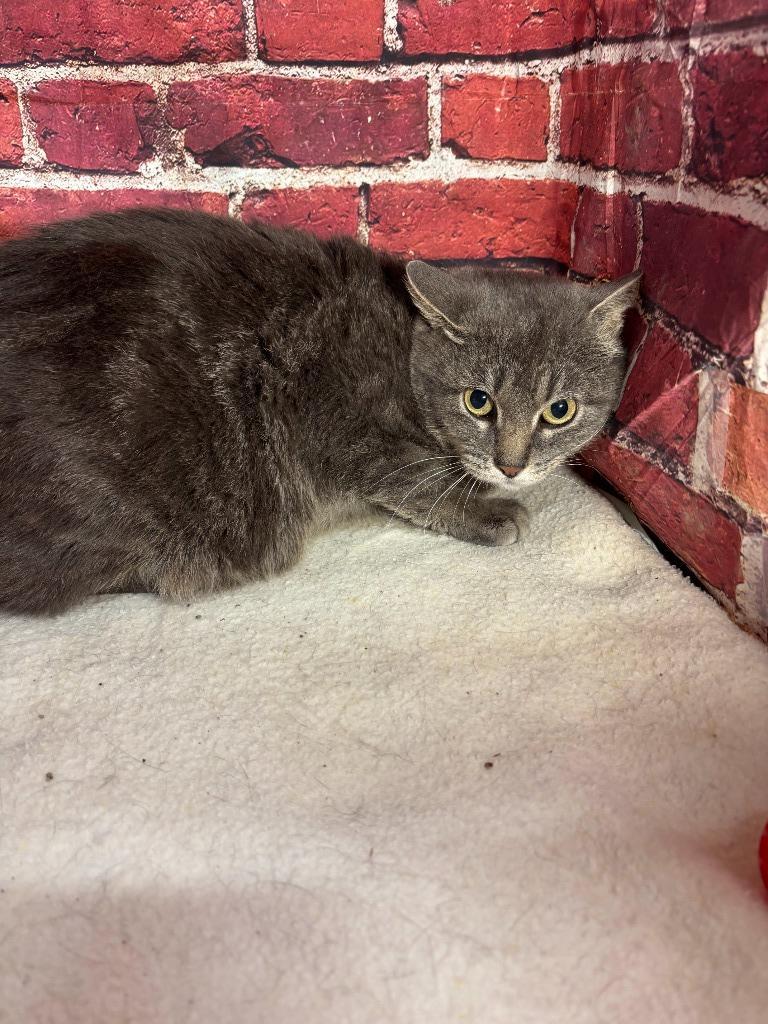 Enlarge Grace, a Adoptable mixed breed in Pittsfield, IL image 2/6