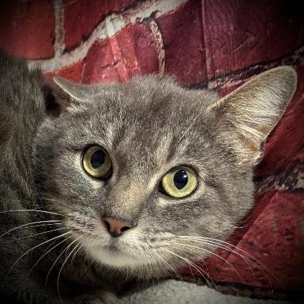 Enlarge Grace, a Adoptable mixed breed in Pittsfield, IL image 3/6